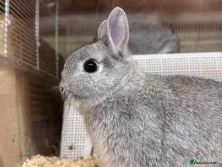 Netherland Dwarf rabbits 🐰 Chinchilla Netherland Dwarf Baby Boy - Advert 3