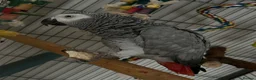 Parrots birds for sale: African Grey with lots of toys & food with cage  - Advert 3