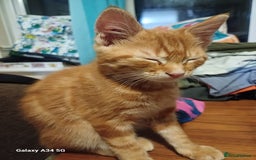 Mixed Breed cats for sale: 4 stunning kittens looking for their forever home. - Image 3