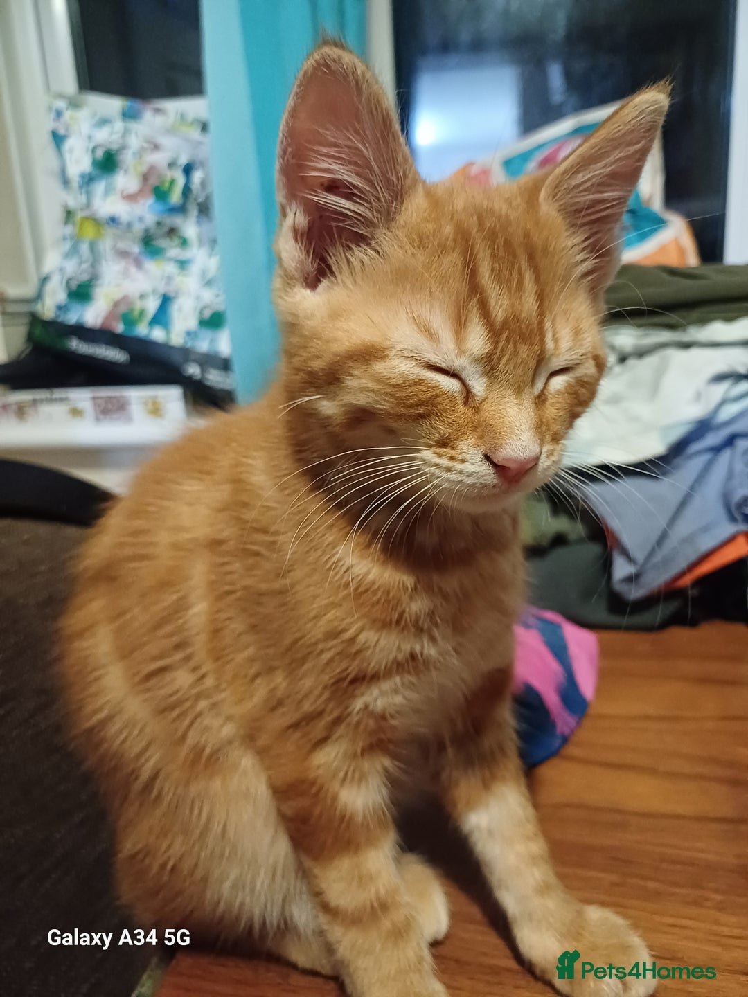 Mixed Breed cats for sale: 4 stunning kittens looking for their forever home. - Image 3