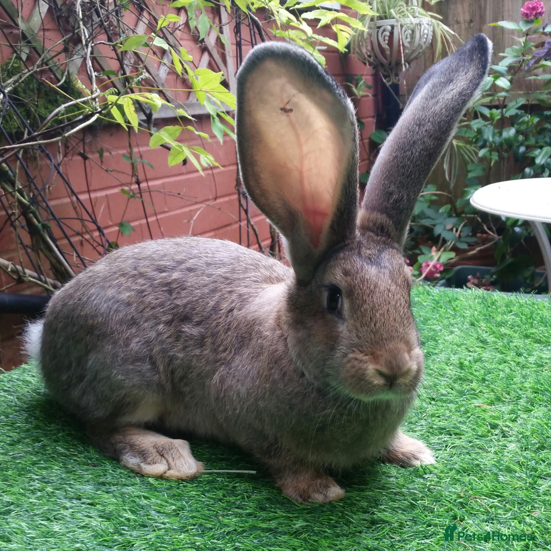 Continental Giant rabbits PURE Continental Giant Babies Vaccinated READY 🐰  - Advert 5