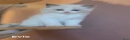Ragdoll cats for sale: 💫Stunning Ragdoll Kittens 💫 - Advert 24