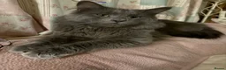 Maine Coon cats for sale: Maine coon mix kittens - Advert 2