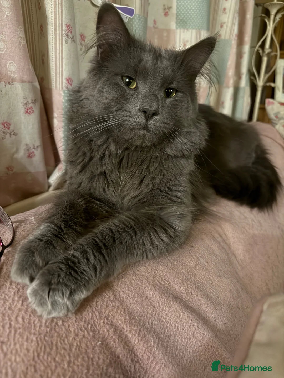 Maine Coon cats for sale: Maine coon mix kittens - Advert 2