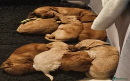 Labradoodle dogs for sale: Beautiful Labradoodle Puppies  - Image 3