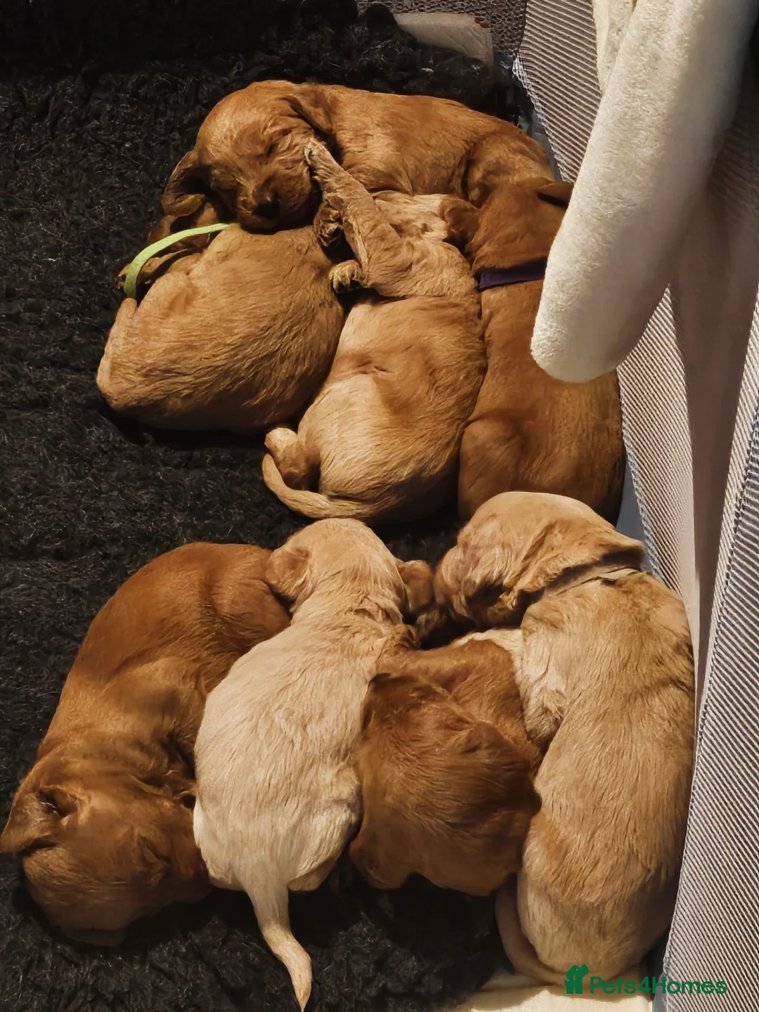 Labradoodle dogs for sale: Beautiful Labradoodle Puppies  - Image 3