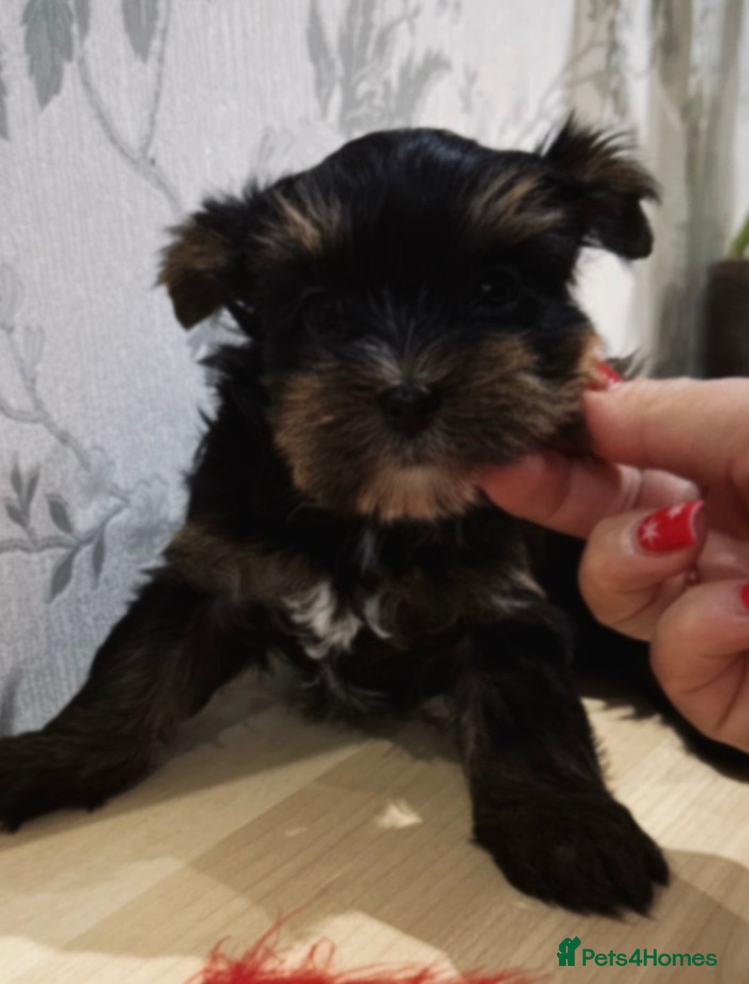 Mixed Breed dogs for sale: Pedigree Yorkshire terrier  - Advert 5