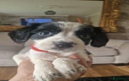 Sprocker dogs for sale: Beautiful litter of sprocker puppies - Image 27