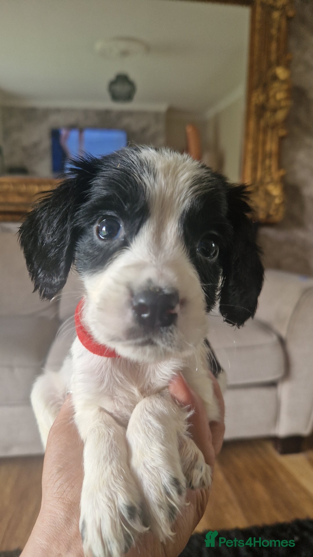 Sprocker dogs for sale: Beautiful litter of sprocker puppies - Image 27