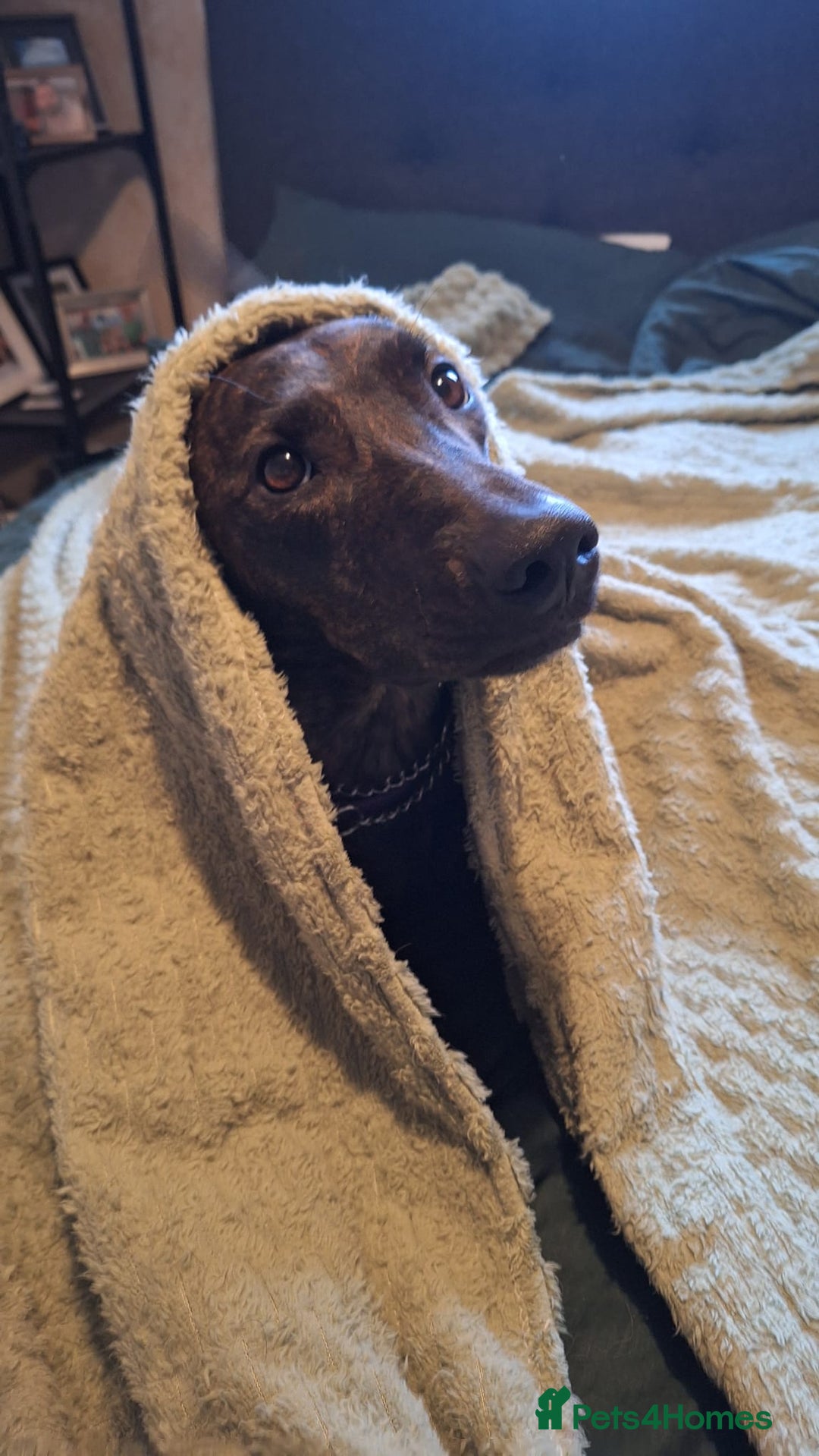 Lurcher dogs for sale: Adorable Young Lady called Mabel - Advert 2