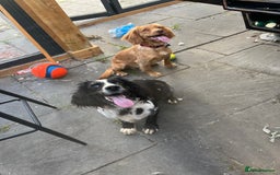 Cocker Spaniel dogs for sale: Cocker Spaniel Pups Seeking Forever Homes!💖 - Image 8