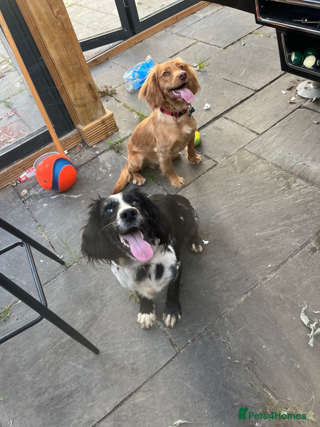 Cocker Spaniel dogs for sale: Cocker Spaniel Pups Seeking Forever Homes!💖 - Image 8