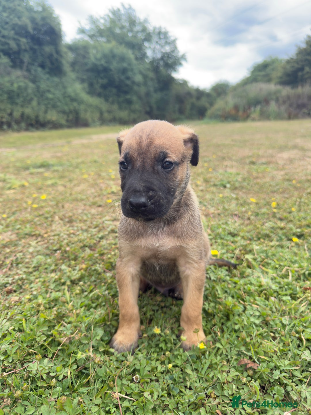 Belgian Shepherd Dog dogs for sale: Stunning Dutch Herder x Alano Español Pups  - Image 14