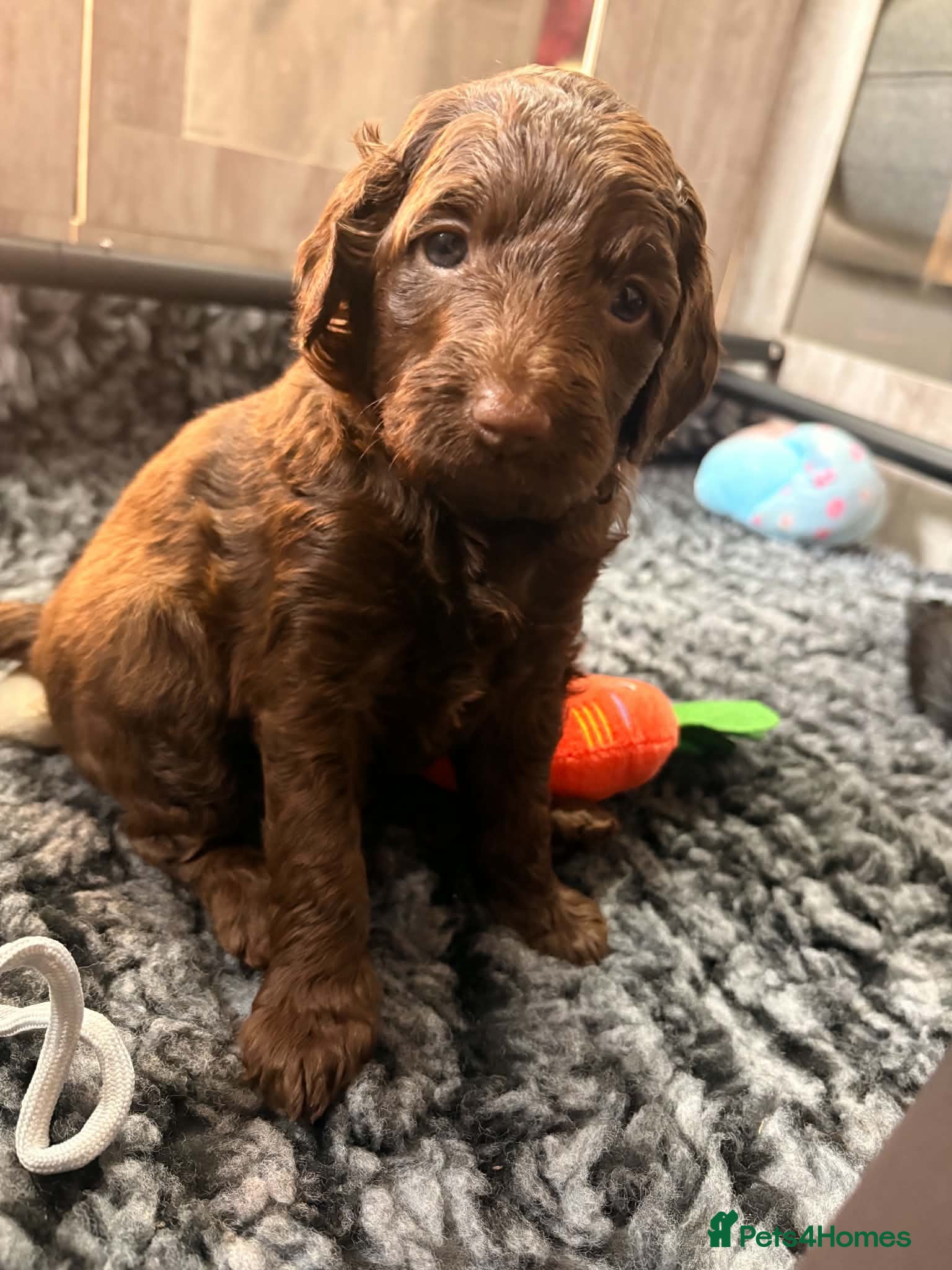 Double Doodle dogs for sale: Adorable Double Doodles - blue Merle, choc, black - Advert 2