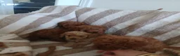 Toy Poodle dogs for sale: Toy poodle puppys - Advert 8