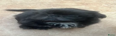 Shih Tzu 3