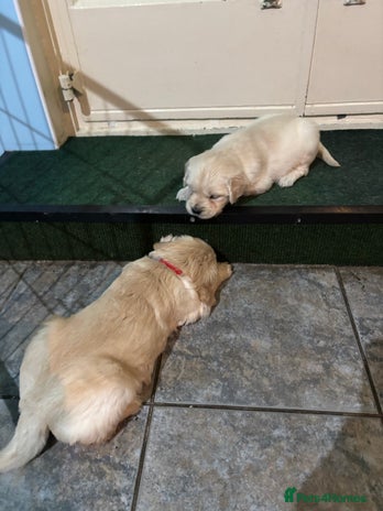 Golden Retriever dogs Two Boy puppies for sale - Advert 1