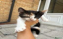 Mixed Breed cats for sale: loved and cared for kittens looking for new home🥹 - Image 32