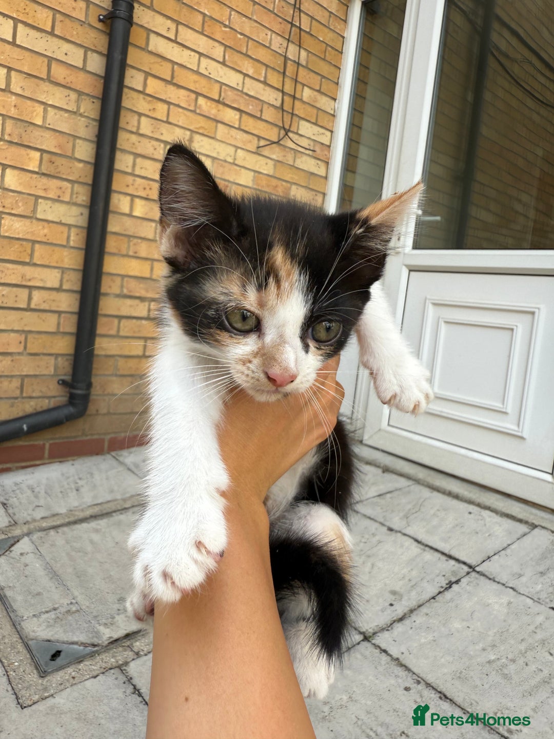 Mixed Breed cats for sale: loved and cared for kittens looking for new home🥹 - Image 32