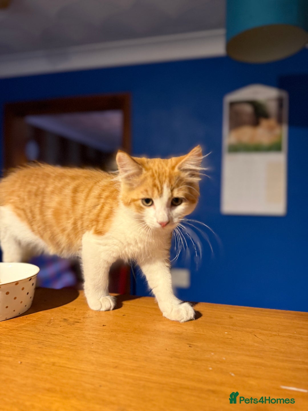 Mixed Breed cats for sale: A BOY AND A GIRL, READY NOW  - Image 11
