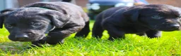 Labrador Retriever dogs for sale: KC Labrador - Traditional working  - Advert 4