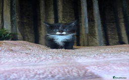 Mixed Breed cats for sale: Grey/black kittens  - Image 11