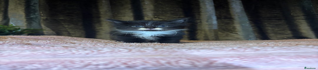 Mixed Breed Kitten 5