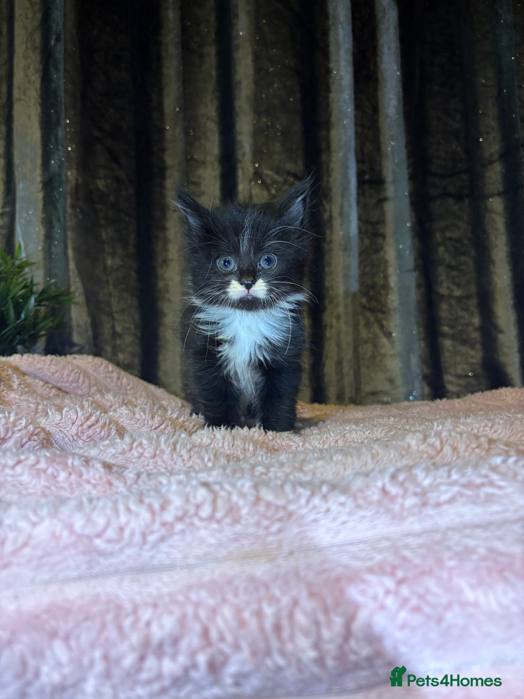 Mixed Breed cats for sale: Grey/black kittens  - Image 11