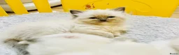 Ragdoll cats for sale: 4 GCCF registered Ragdoll kittens  - Advert 3