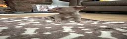 Chihuahua dogs for sale: Stunning litter of Merle & lilac chihuahuas  - Advert 9