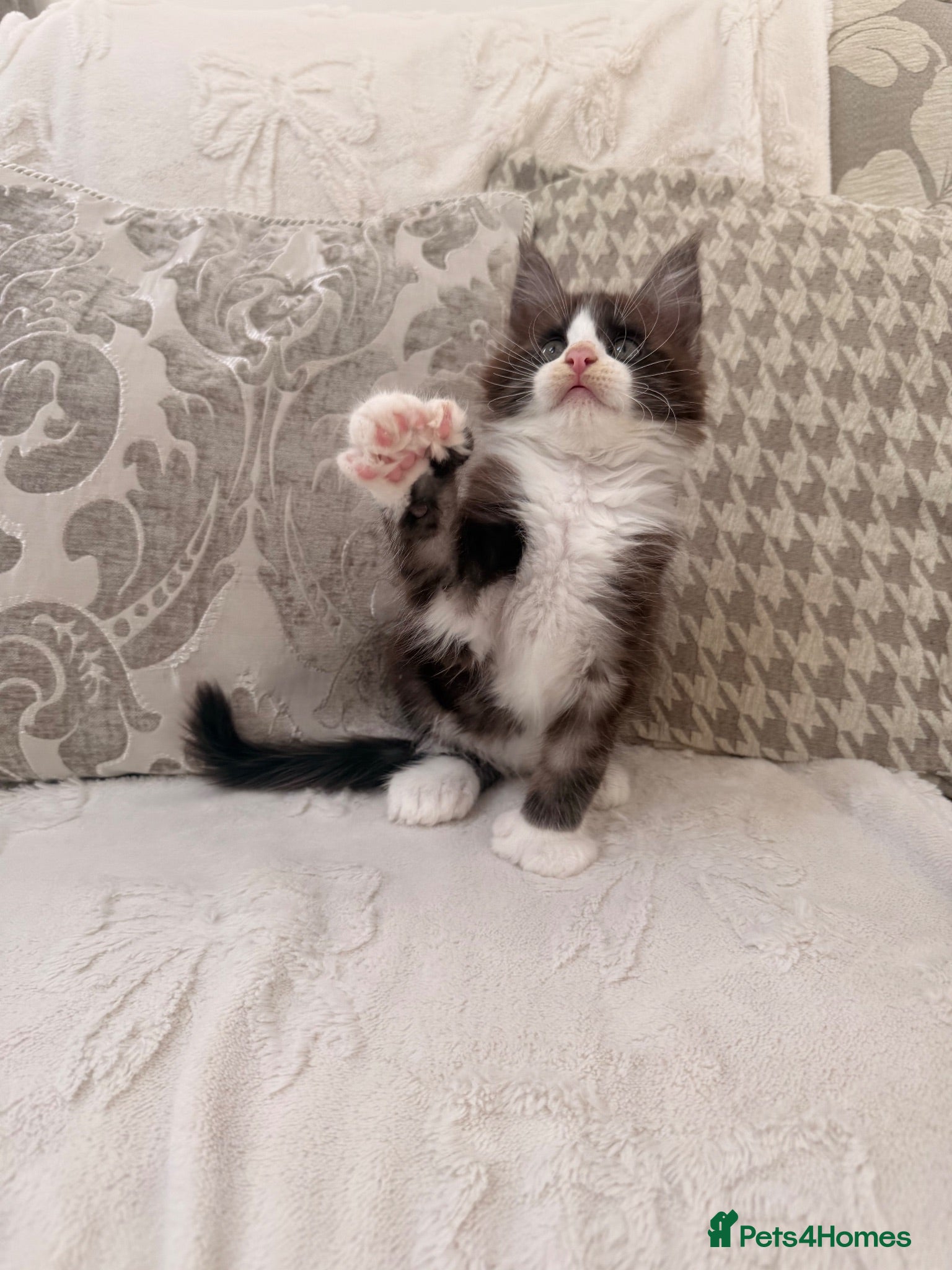 Maine Coon cats Maine coon polydactyl boy available on active  - Advert 2