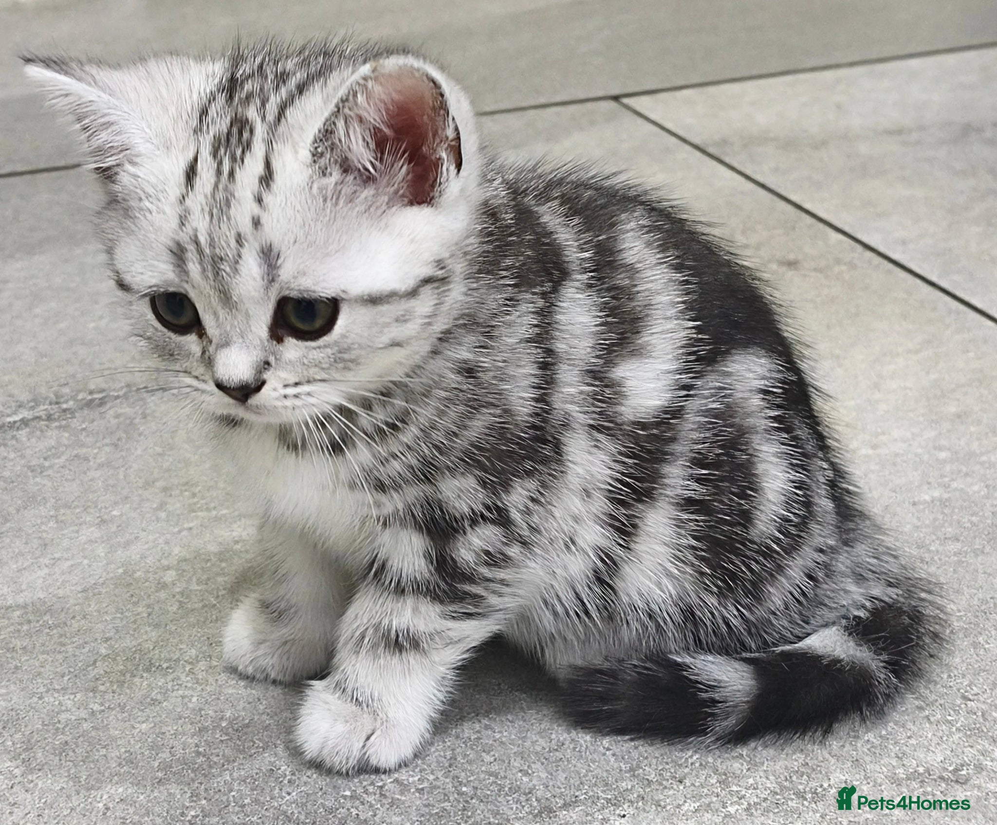 Scottish Fold cats Last Scottish Straight Silver Tabby Boy Available - Advert 2