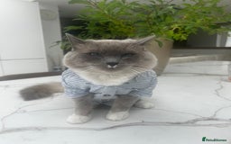 Ragdoll cats for sale: Ragdolls - Image 4