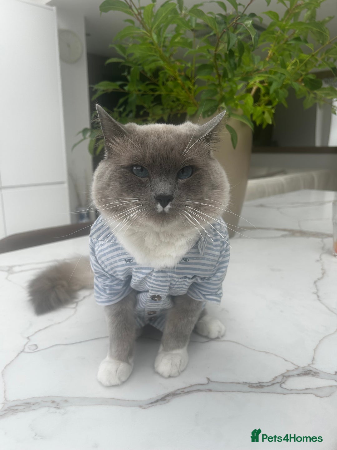 Ragdoll cats for sale: Ragdolls - Image 4