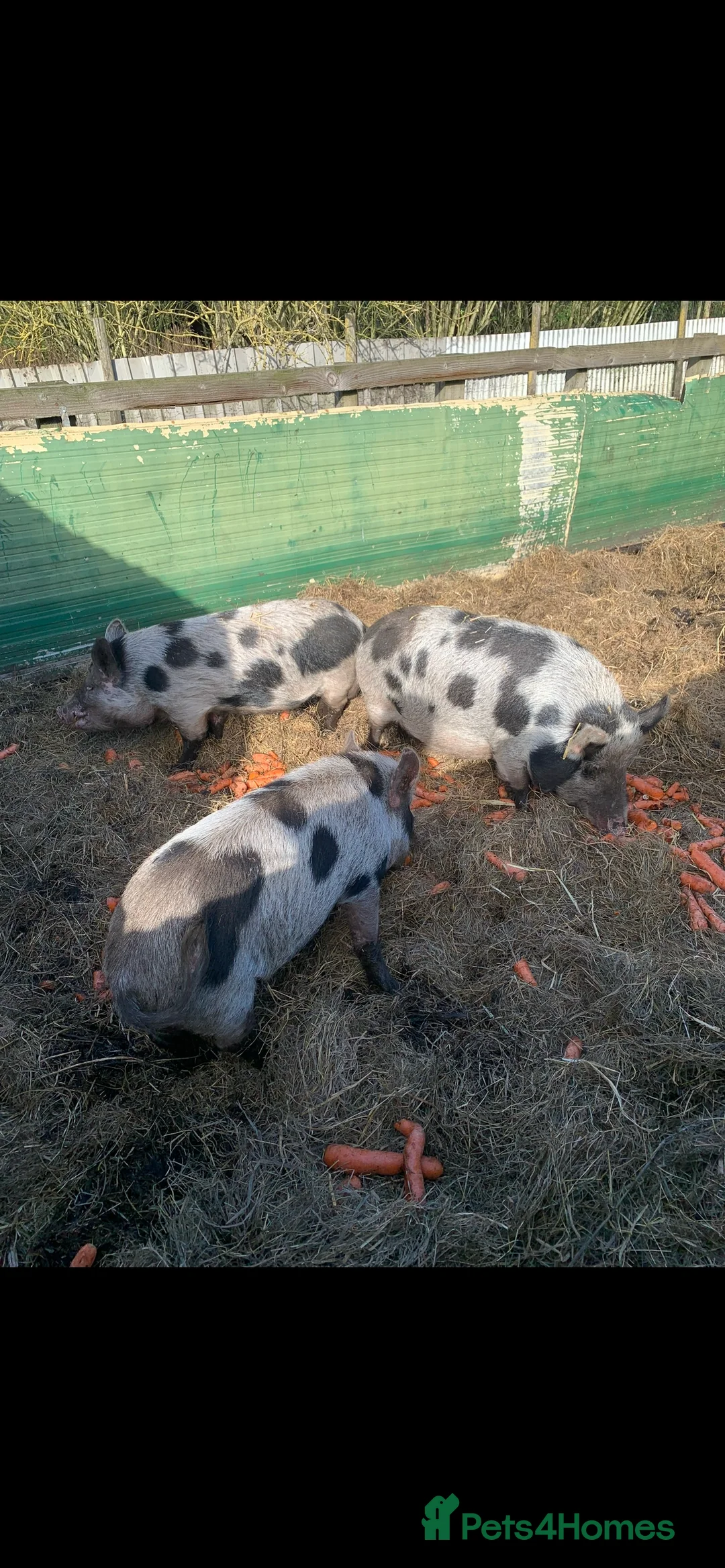 Pig livestock for sale: Pet pigs - Advert 6