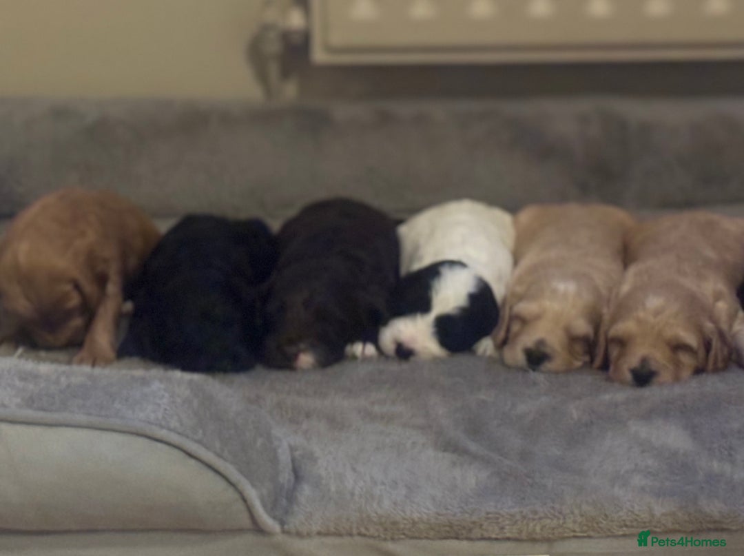 Cockapoo dogs for sale: Stunning F1 Cockapoos - Show H/Tested KC Parents!! - Advert 16