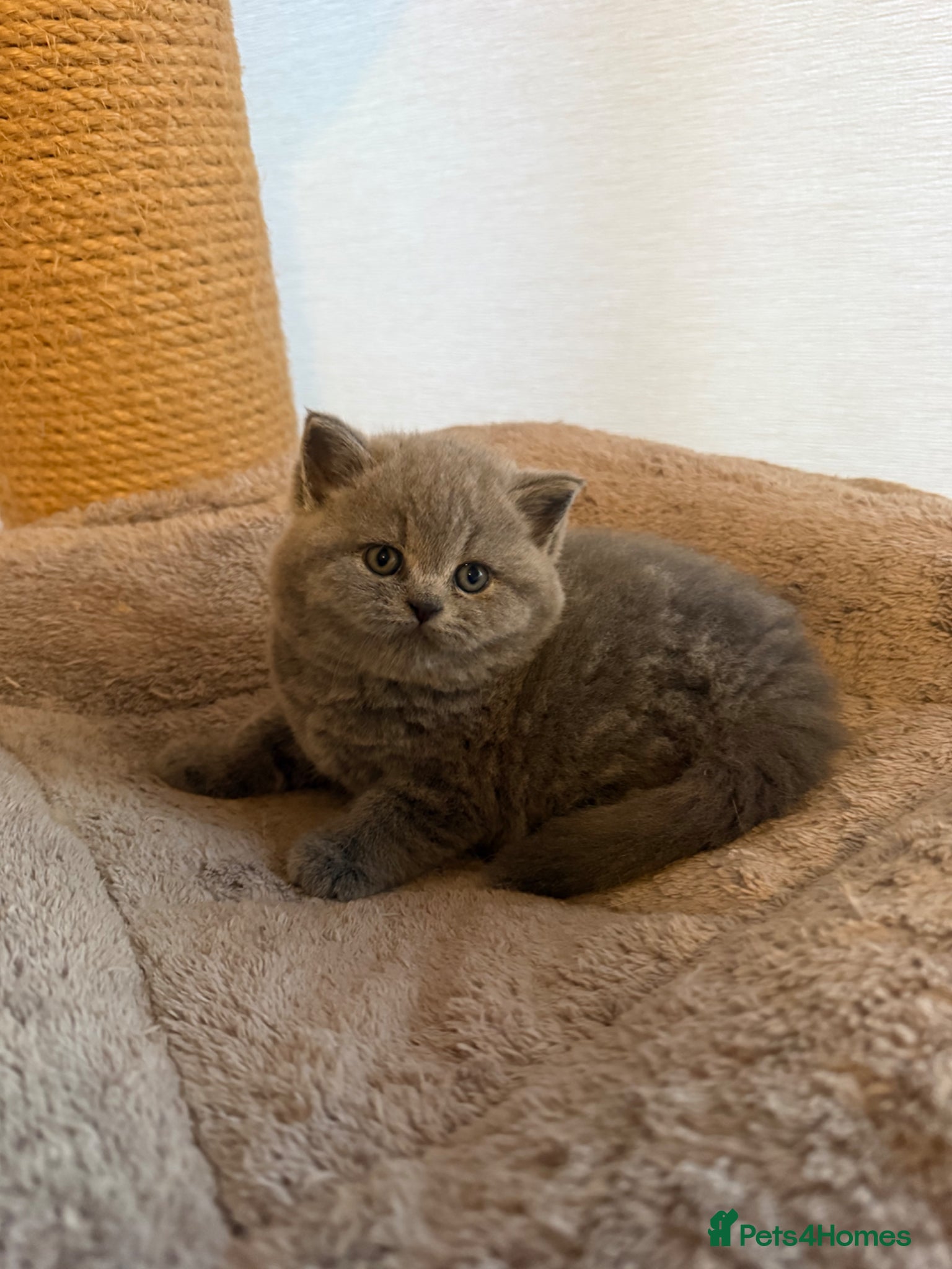 British Shorthair cats Gccf reg British shorthair & longhairs  - Advert 1