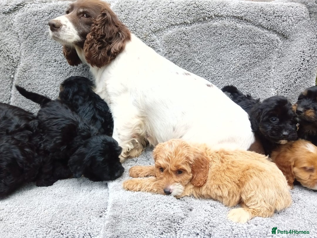 Cockapoo dogs for sale: Cockerpoo puppies - Image 15