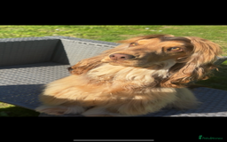 Cocker Spaniel dogs for stud: Stunning Chocolate sable show cocker for stud  - Advert 4