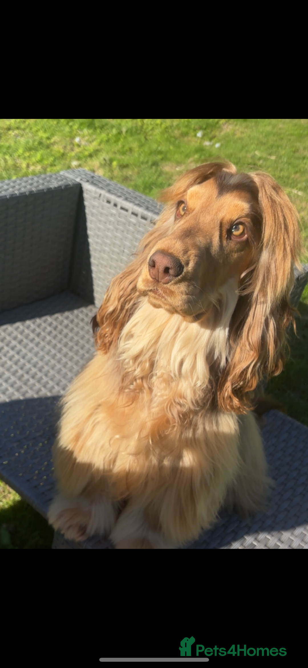 Cocker Spaniel dogs for stud: Stunning Chocolate sable show cocker for stud  - Advert 4