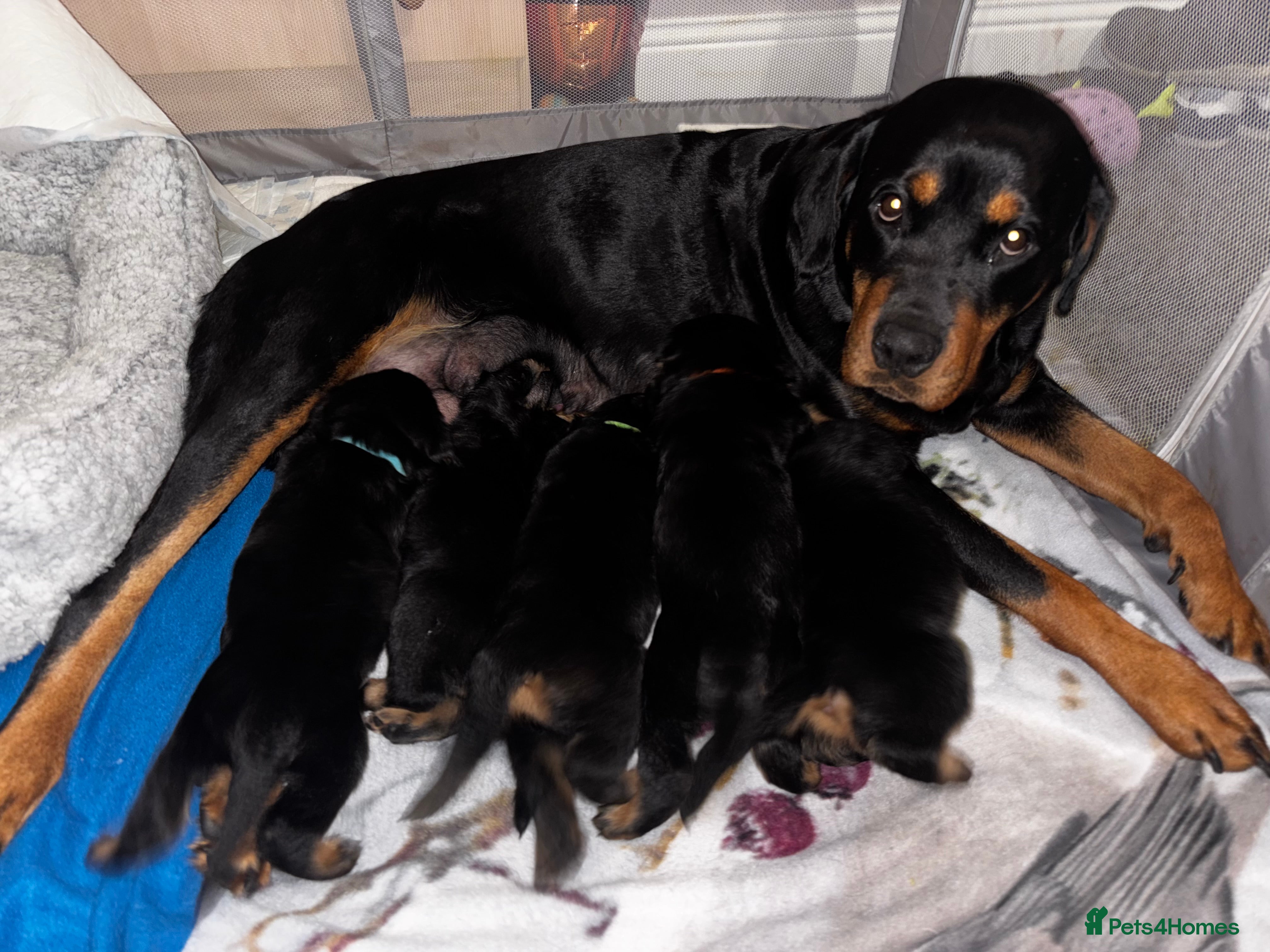 Rottweiler dogs Rottweiler pups available for viewings now - Advert 1