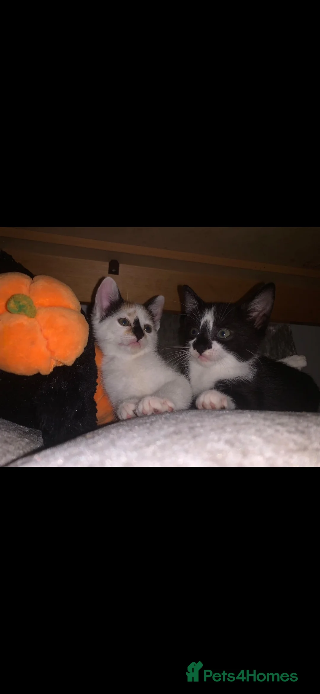 Mixed Breed cats for sale: Two beautiful kittens for sale  - Advert 3