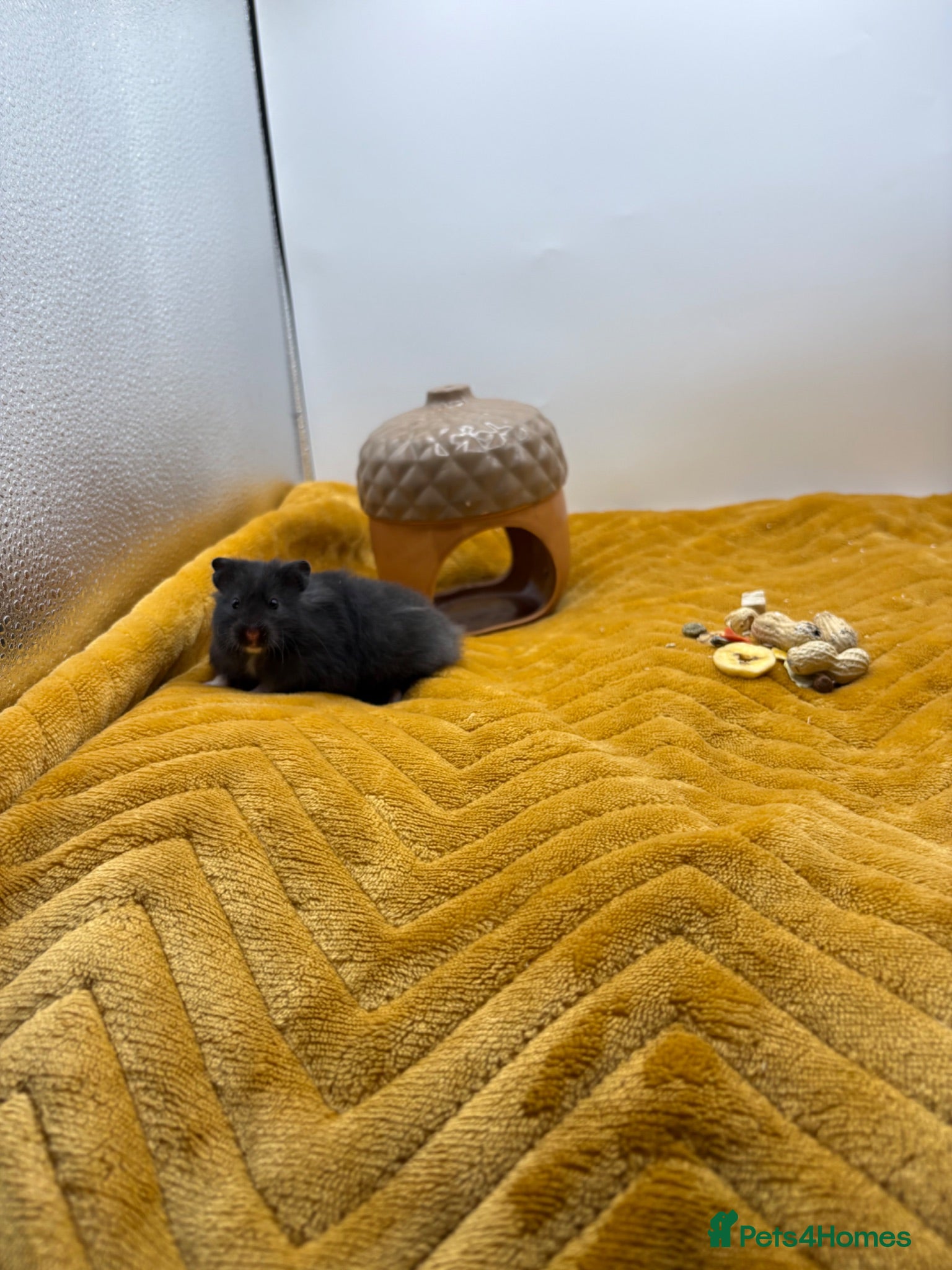 Hamster rodents Pedigree Syrian hamster pups  - Advert 2