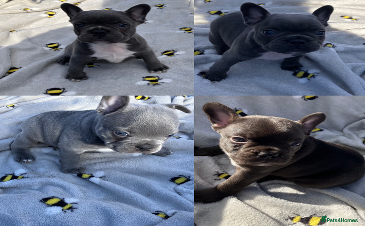 French Bulldog dogs - Advert 10