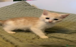 Maine Coon cats for sale: MAINE COON CROSS KITTENS - 1 POLYDACTYL  - Image 4