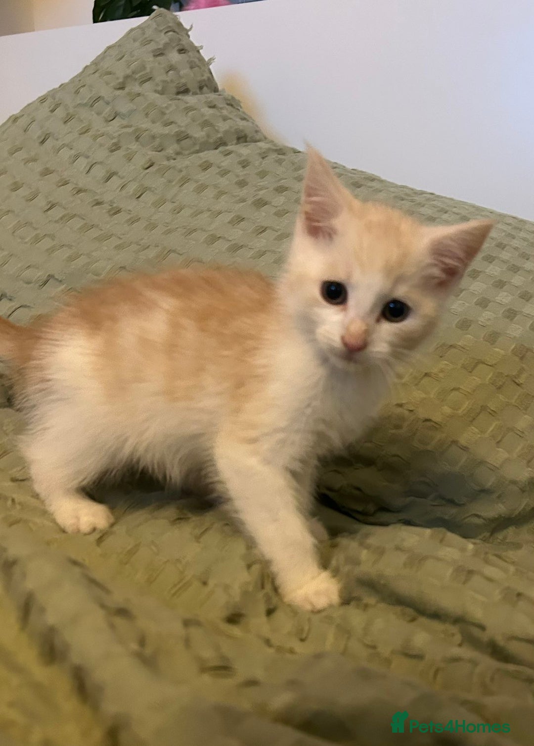 Maine Coon cats for sale: MAINE COON CROSS KITTENS - 1 POLYDACTYL  - Image 4