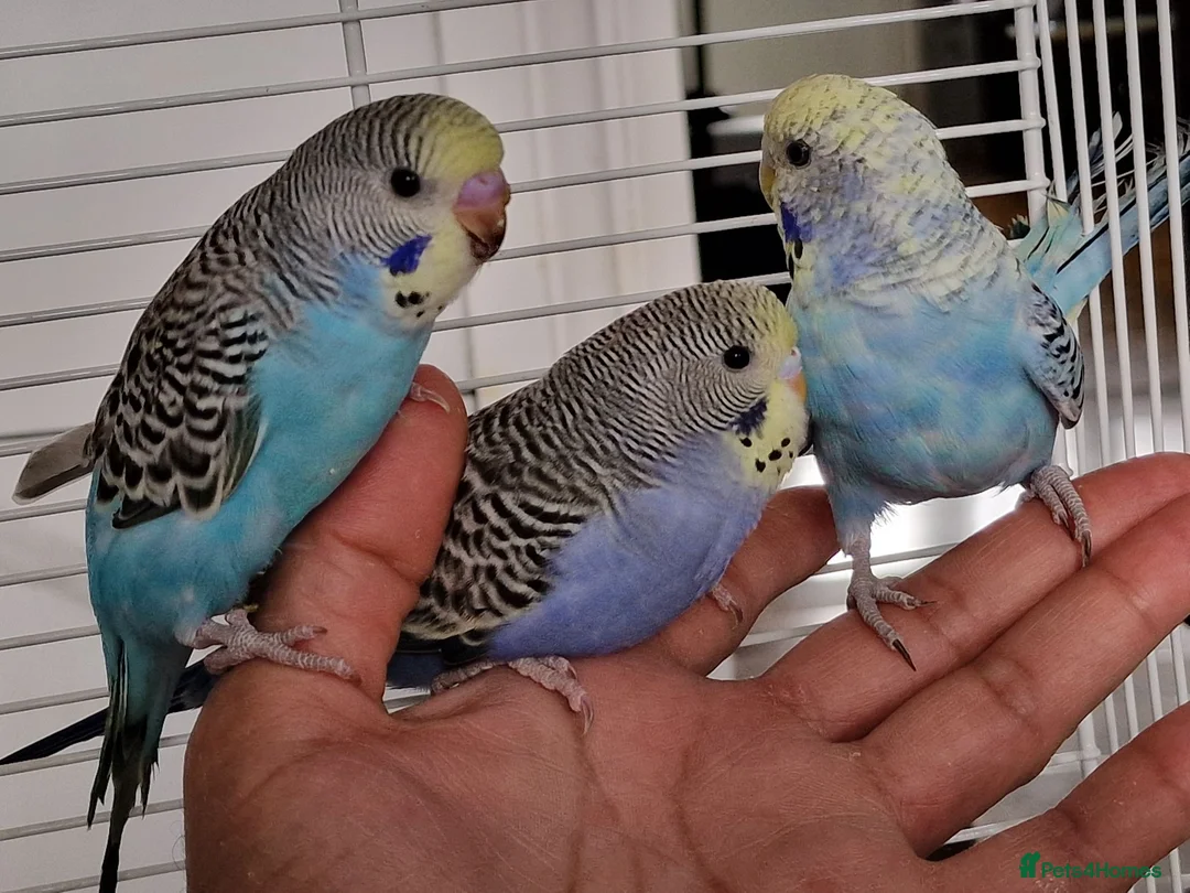 Budgerigars birds for sale: Super silly hand tamed baby budgies  - Advert 2