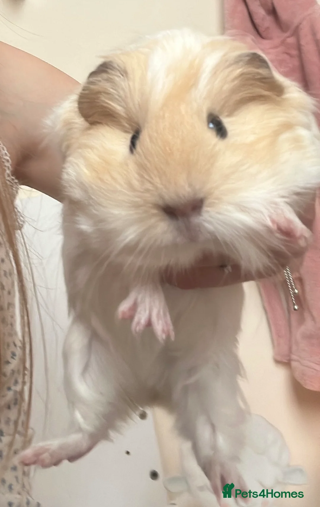 Guinea Pig rodents for sale: Two guinea pigs in Burntisland - Advert 1