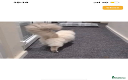 Ragdoll cats for sale: Ragdoll kittens ready the 15th September - Image 7