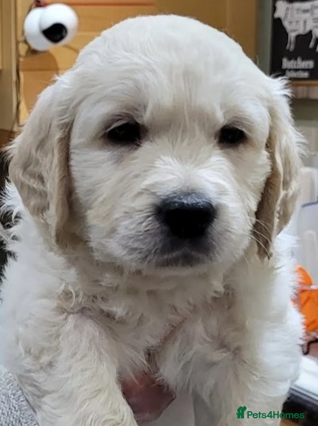 Golden Retriever dogs for stud: Cesarka Golden Retrievers in Conwy - Advert 22